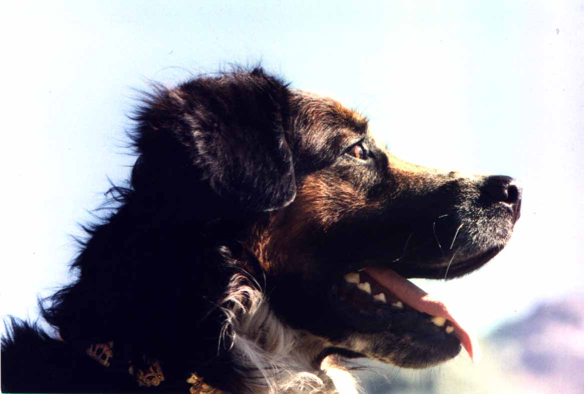 Le bouvier bernois
