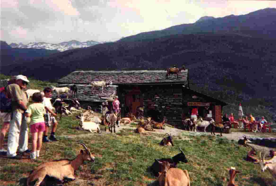 La ferme "la chasse"