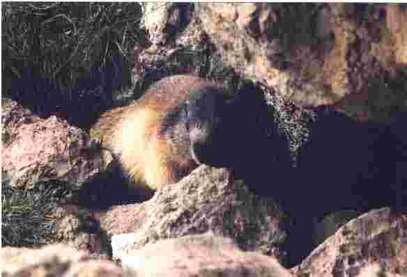Une marmotte