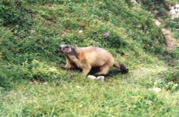 Une marmotte