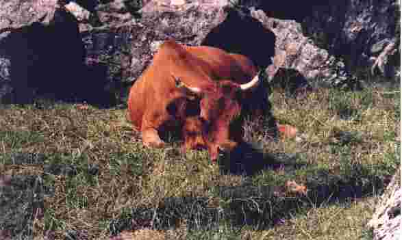 Les vaches en alpage